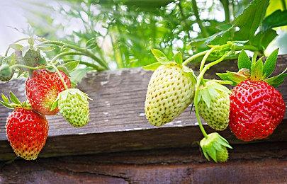 P社新作《The Lamplighters League》泄露 首发登陆XGP